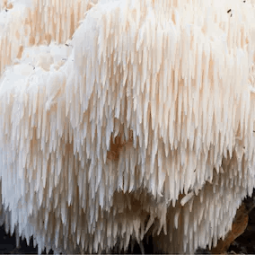 Lion's Mane Mushroom